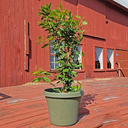 10 Pack Of Kwanzan Cherry Blossom Tree Seedlings 1 10 Pack Of Kwanzan Cherry Blossom Tree Seedlings