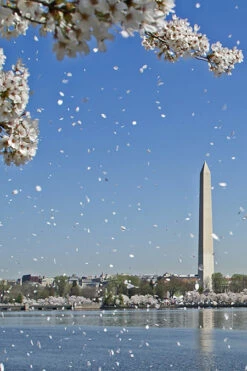 Blossoms Chasing Wind By Luke Wilbur