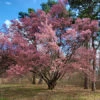 Official Japanese Okame Cherry Blossom Tree