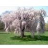 Live Weeping Japanese Cherry Blossom Tree Seedling