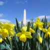 Limited Floral Print : Washington Monument In Early Spring