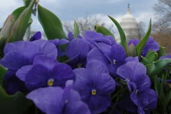 Winter Flowers Of The Capitol By Luke Wilbur